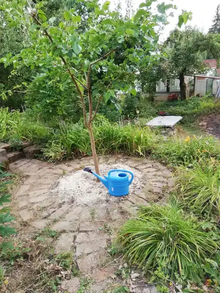 Anwendung von Diabas Vulkan-Urgesteinsmehl am Baum